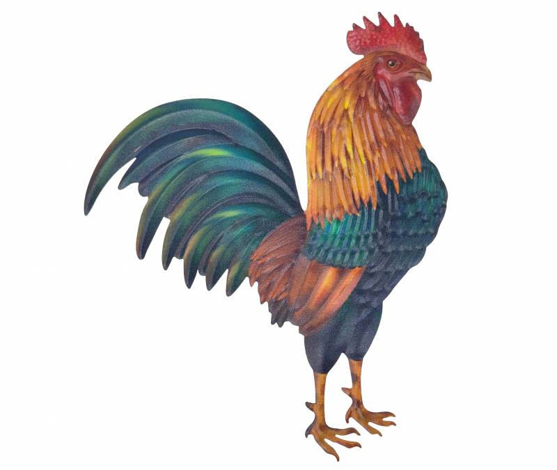 Colorful Rooster Wall Art