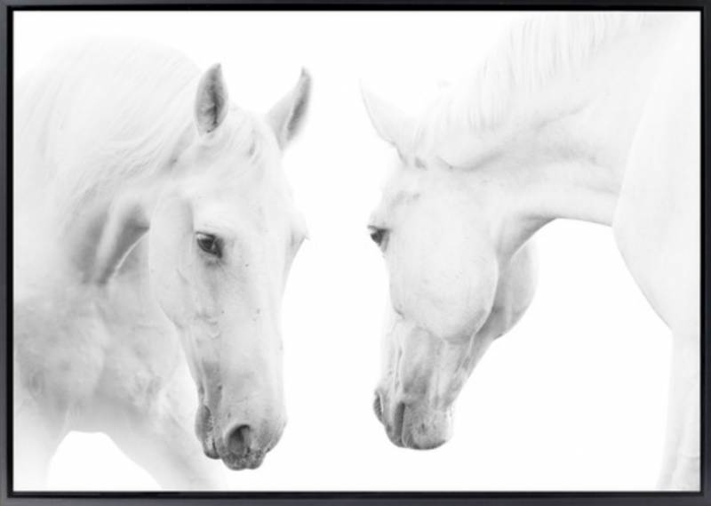 Horse Duo Canvas