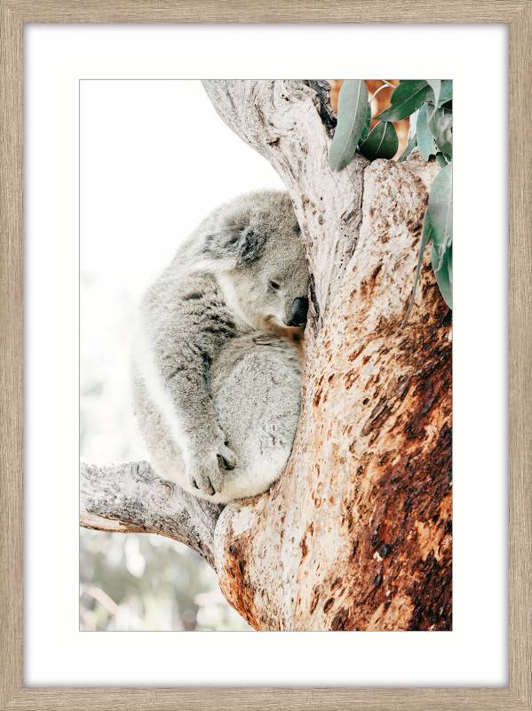 Cuddle Koala Artwork