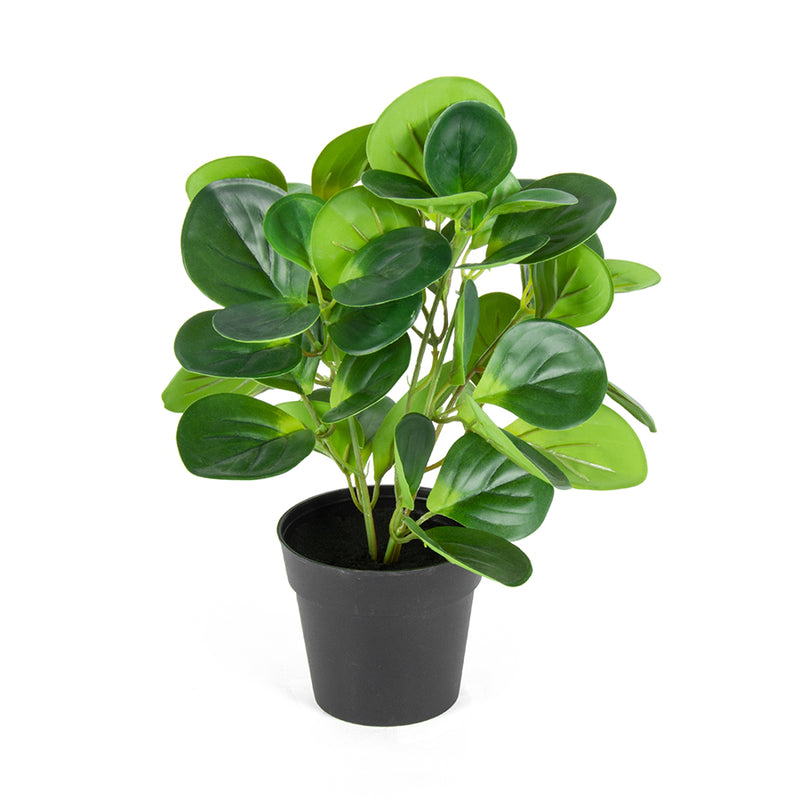 Potted Artificial Coin-Leaf Peperomia