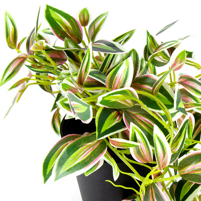 Potted Hanging Artificial Variegated Weeper