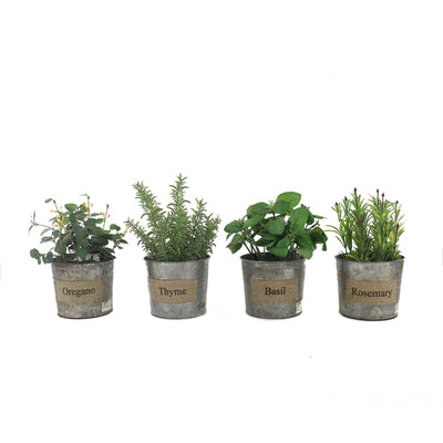 Set of 4 Assorted Artificial Herb Tins
